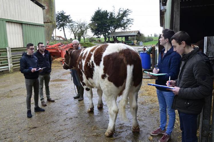 Petite séance d’entraînement, mardi 20 février au Gaec de la Chauffetière à Châtelais. La vache Ivoire de Christian Douet, qui participera au Concours général agricole, sert de support à l’exercice de pointage.