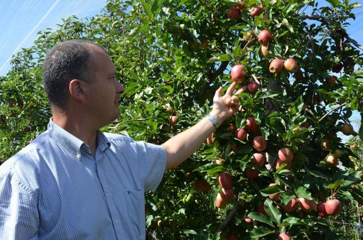 “Malgré les éclaircissages réalisés cet été, il reste un certain nombre de pommes à très petits calibres”, constate Pascal Pineau, arboriculteur à Saint-Pierre-Montlimart.