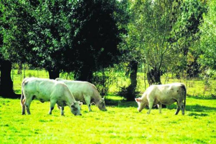 Les mesures agro-environnementales territorialisées sont mises en place dans la Vallée de la Loire pour la deuxième année. Rencontre avec Jean-Baptiste Bricard de Saint-Laurent-des-Autels.