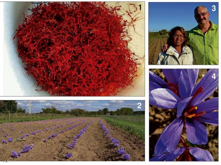 1. Il faut environ 150 à 200 fleurs de safran pour obtenir 1 gramme de safran sec.

2. La safranière de Daumeray.

3. Marie et Thomas Lanthiez ont lancé une activité. Ils proposent des ateliers culinaires.

4. La fleur de safran (crocus savitus) renferme trois stigmates rouges.