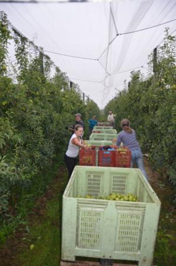 La production annuelle devrait s'élever à 134 000 tonnes, stable comparé à la campagne précédente, mais 6% inférieure à la moyenne quinquennale.