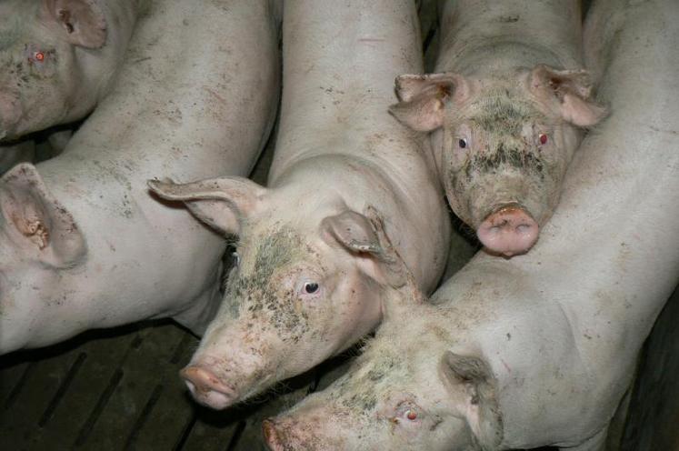Parallèlement, depuis le 12 octobre, la dernière cotation du MPB (1,301€/kg), n'est plus suivie par aucun abattoir. Chaque produit désormais un prix de base « maison » pour le paiement des porcs qu'ils achètent.