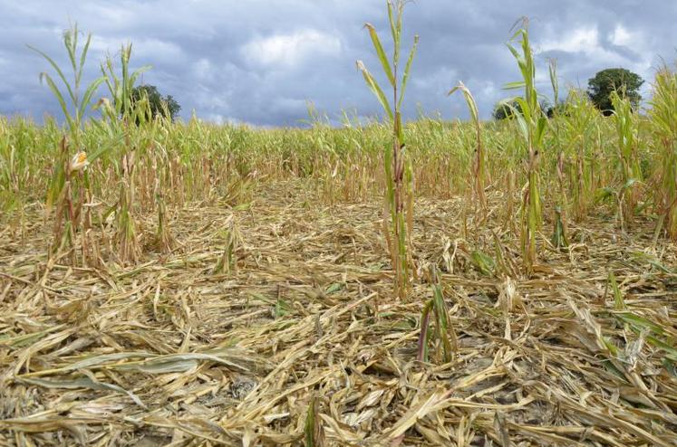 Lundi 13 août, 12 ha de maïs du Gaec Barillé à Montigné-les-Rairies ont été analysés par l’estimateur missionné par la Fédération de chasse du Maine-et-Loire. Cette parcelle de 2,6 ha, située à 1 km de la forêt de Chambiers, est détruite environ au tiers.