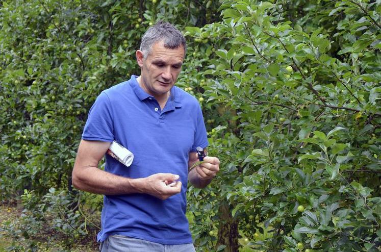 En plus des retards de floraison dus à un début d’hiver plutôt doux et des mois de février et mars froids, la pluie a fortement augmenté le risque de maladie des arbres.