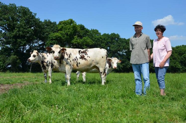 Optimiser sa production.  Paul Leclerc, éleveur de normandes au Fief-Sauvin maximise les atouts de sa race : produire au mieux du lait... et de la viande. Avec sa femme, l’agriculteur élève des vaches et des taurillons en race normande sur 75 hectares. Un bon moyen de valoriser la race mixte, explique-t-il. “En 2009, je vendais un veau en race normande 100 €. Aujourd’hui, en moyenne, le taurillon est vendu 1 350 €.” Garder ces animaux pour les engraisser est plus rentable, ...