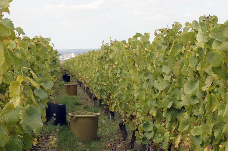 En Anjou-Saumur, les vendanges ont été réalisées aux trois quarts.
Les premières cuvées sont très satisfaisantes, selon la Fédération viticole.