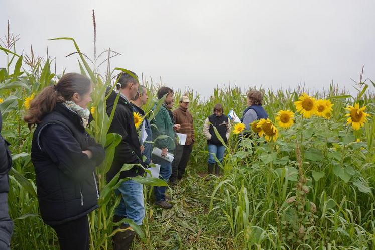 Les essais de la Chambre d’agriculture sur le site de Saint-Georges-sur-Loire concernaient uniquement les Cive d’été.