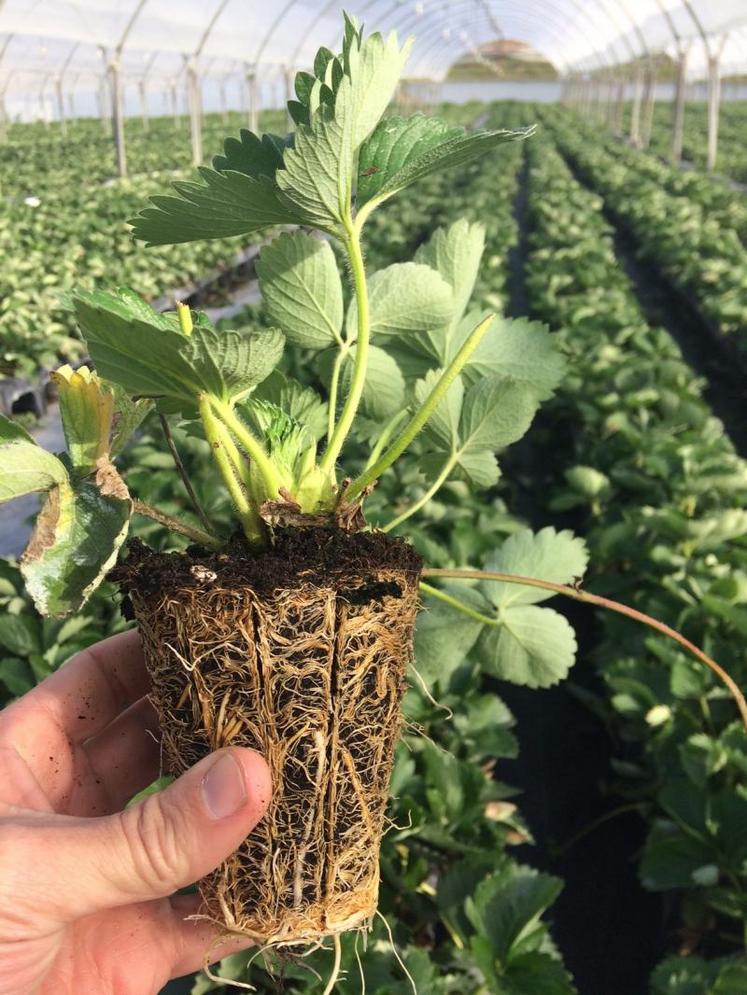 Le maraîchage, et notamment la production de fraises, est le premier marché ciblé par Premier Tech Horticulture, mais l'horticulture et les espaces verts sont ciblés à horizon 2019.