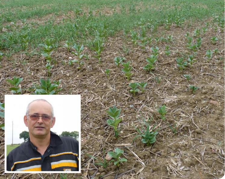 Denis Colineau a mis en place un couvert de féverole entre 2 blés.