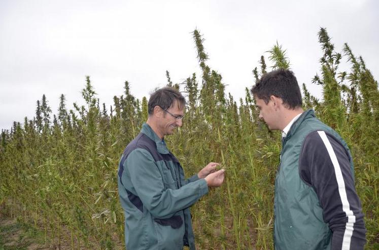 Christian Brogard, agriculteur à La Bohalle (49), et Cyril Bondu, technicien de la Coopérative centrale de producteurs de semences de chanvre.