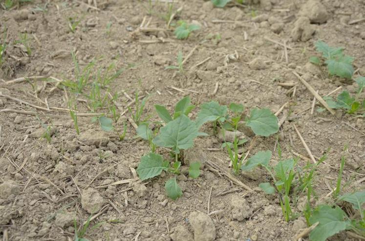 Au premier plan, colza, au 2ème plan, feuilles de féverole et au 3ème plan, repousses de céréales.