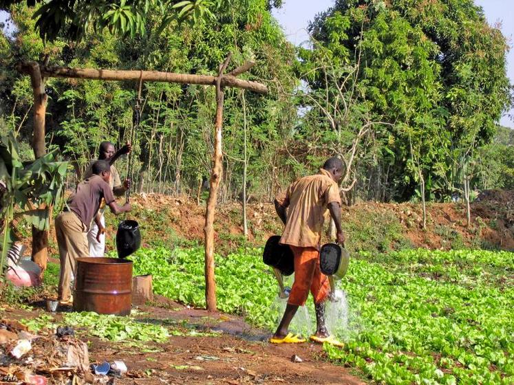 450 m2 de productions maraîchères sont cultivés par Hélène Nana.