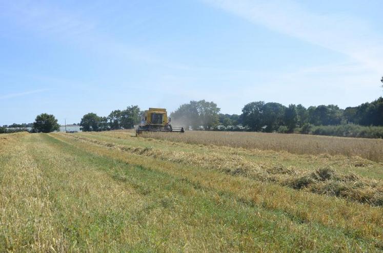 Le printemps a favorisé la pousse de l'herbe dans les parcelles.