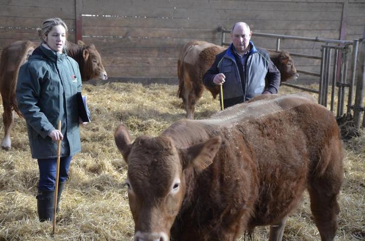 Ophélie Priault, inspectrice du Herd Book Limousin, et Dominique Ouvrard, éleveur-sélectionneur, lors de la Journée technique du syndicat limousin de Maine-et-Loire, mardi à Yzernay.