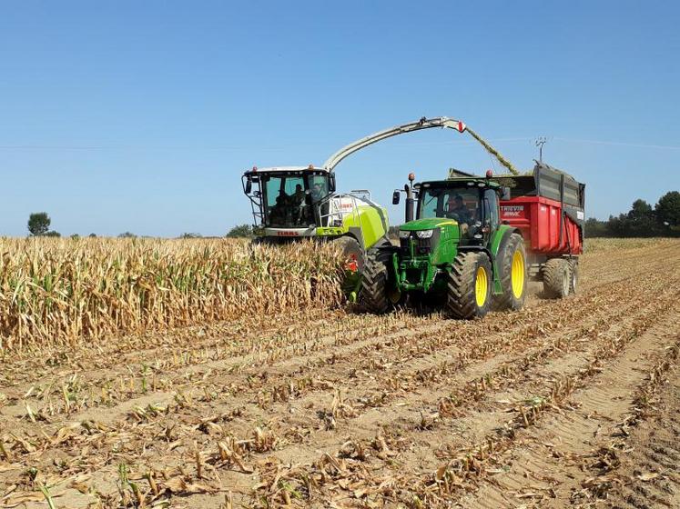 Ensilage des maïs au Gaec des 3 Erdres, à Angrie, vendredi 2 août.