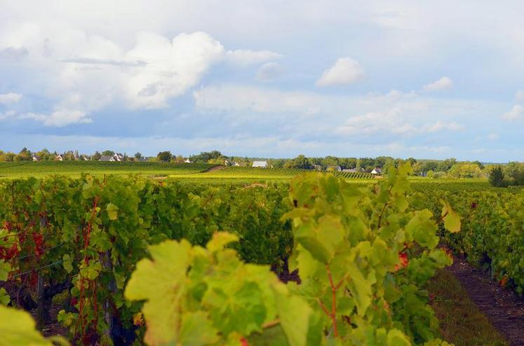 On désigne sous le terme de dépérissement de la vigne un ensemble de maladies du cep qui conduisent à une chute du rendement ou à une mort prématurée du plant.