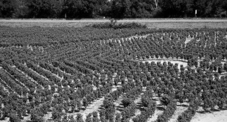 En anjou-saumur, des mesures de protection ont été prises dès la fin avril.