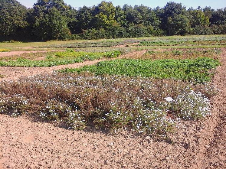 Au cours de la formation, les stagiaires étudieront les spécificités des plantes à parfum, aromatiques et médicinales.