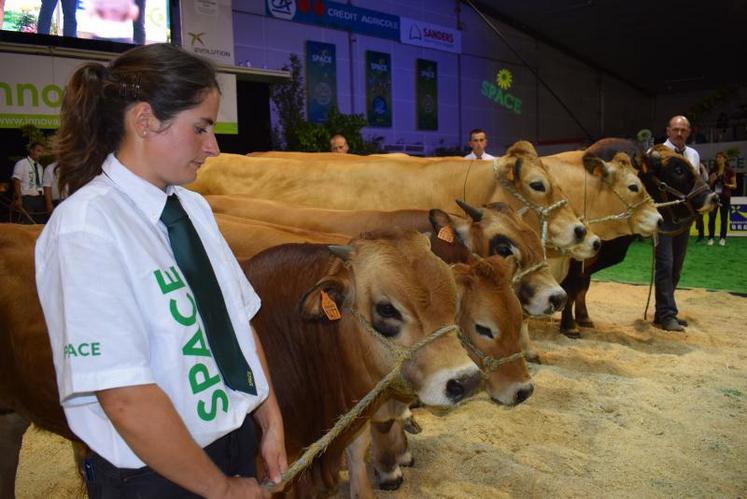 Le prix d'ensemble est attribué au Gaec de la Maison Guillemet (49) et à son impressionnante et "superbe présentation, montrant l'effort de dressage" de sept bovins.