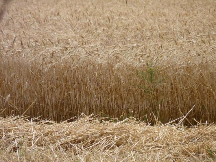 Encouragés par les cours élevés, les agriculteurs ont préféré vendre plus de céréales à paille au prix conso et acheter de la semence certifiée.