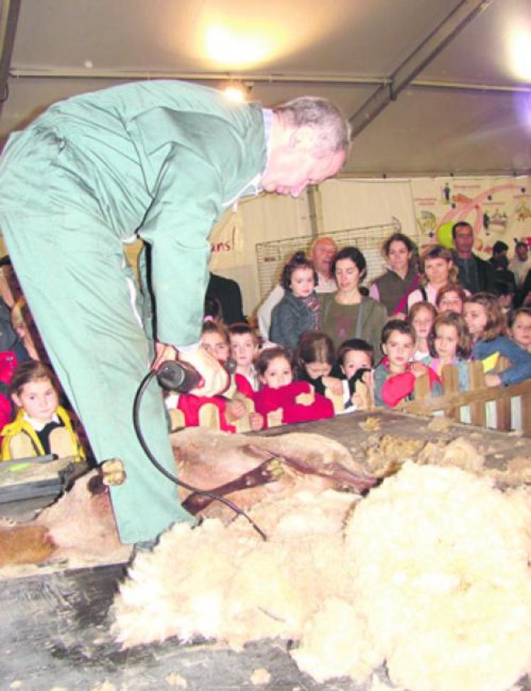 La tonte des moutons a plus qu’impressionné, elle a captivé les enfants. Certains sont même repartis avec de la laine plein la poche.