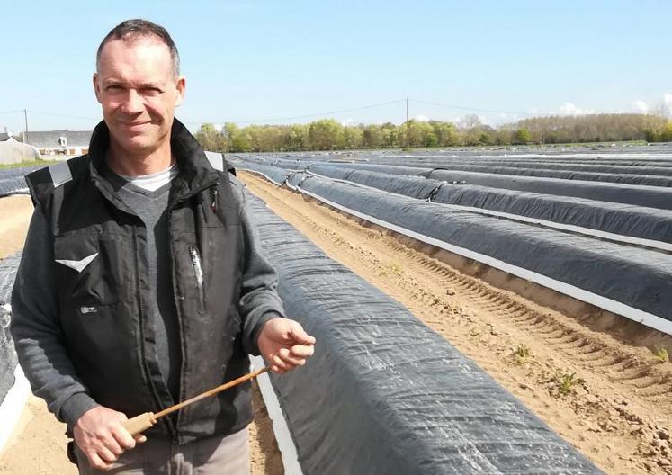 Guillaume Thomas, producteur à St-Mathurin-sur-Loire (20 ha d'asperges blanches) et responsable du groupe asperges de la coopérative Fleuron d'Anjou.