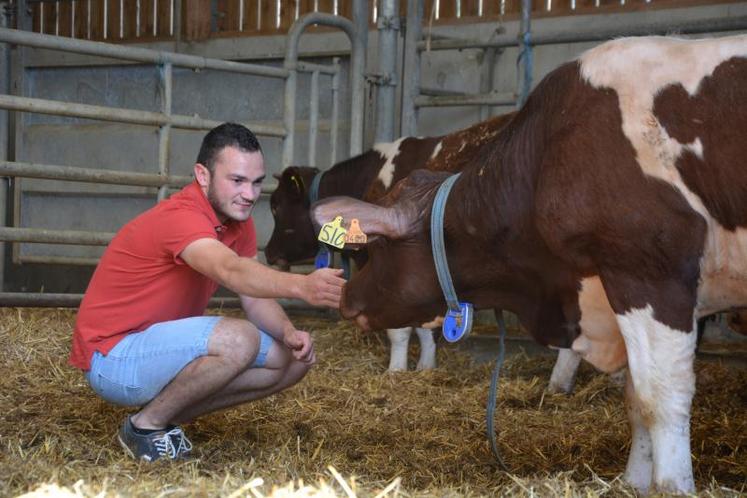 Antoine Ménard parmi les reproducteurs de la station de Chenillé-Changé. « Travailler avec les animaux » est sa motivation première.