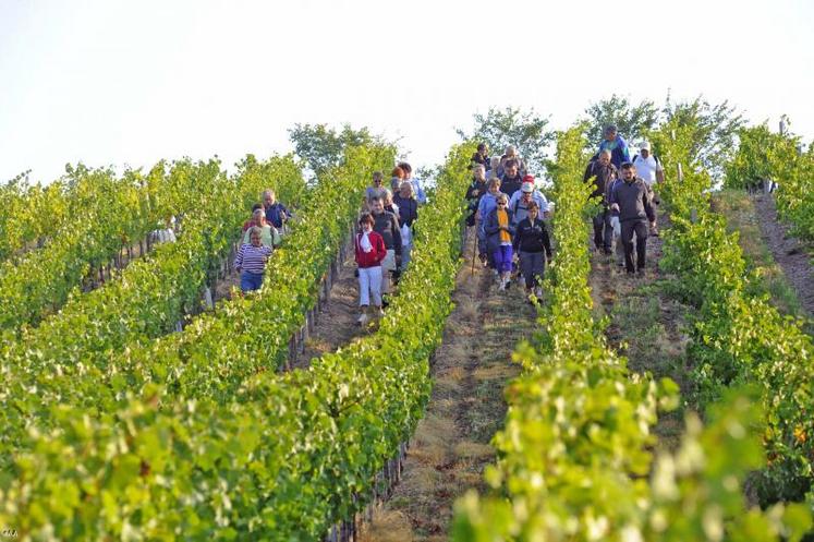 L’opération “Vignes, vins & randos” se déroulera les 3 et 4 septembre. Treize randonnées savoureuses seront proposées en Val de Loire.