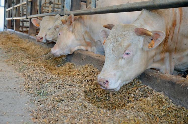 D’une manière générale, tous les animaux présents sur l’élevage produisent quelque chose. Les taurillons font partie des rares animaux qui mangent des aliments achetés.