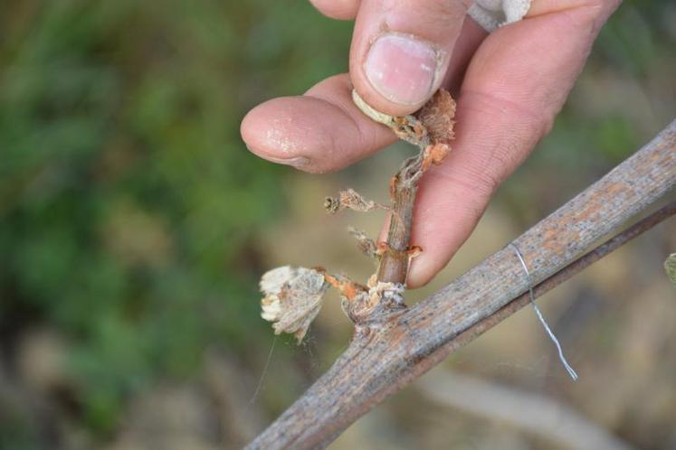 Sur la parcelle historiquement gélive du Domaine de Brizé, toute la vigne a été touchée par les gelées du mois d’avril.