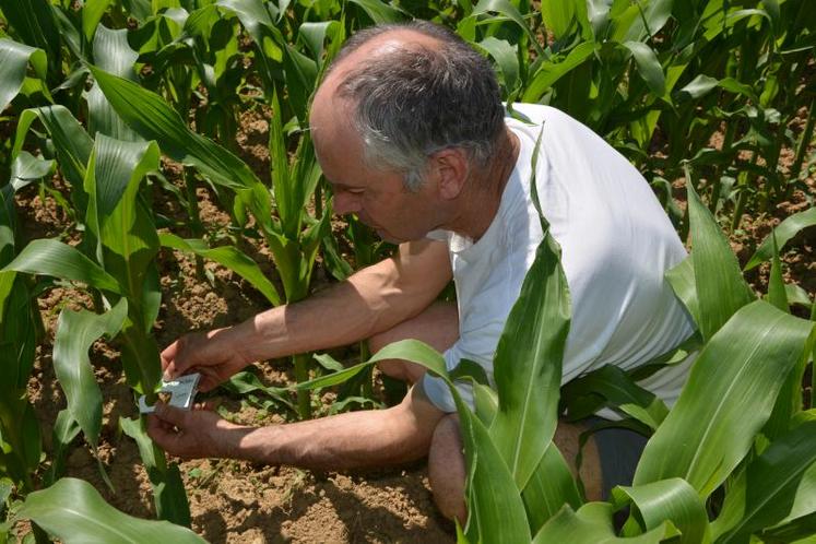 Jean-Yves Beduneau, agriculteur à Saint-Laurent-de-la-Plaine, a déjà protégé 13 de ses 48 ha destinés au maïs, par des trichogrammes.