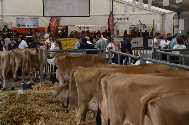 Bilan positif pour les organisateurs de Festi'élevage, qui s'est tenu fin de semaine dernière, rassemblant sous les chapiteaux du théâtre foirail de Chemillé plus de 600 bovins, caprins et ovins.