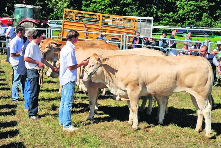 Lundi dernier, la Foire de la Petite Angevine a accueilli le concours départemental de la race blonde d’Aquitaine.