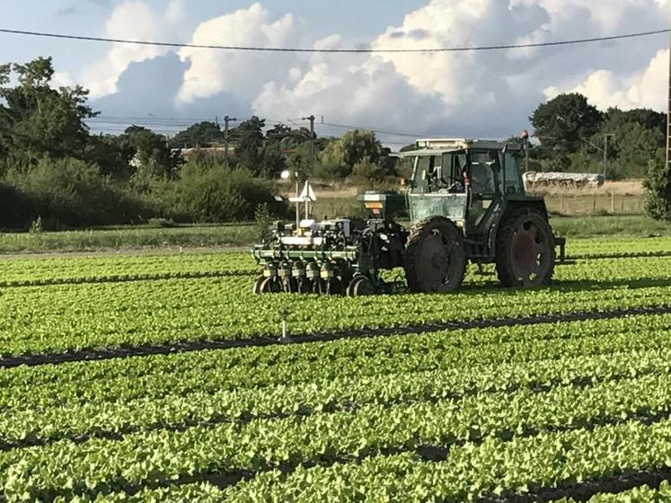 Attelée à l’avant du tracteur, la bineuse Robocrop Inrow de Garford désherbe les 50 hectares de salades de l’entreprise Beaujean, à Sainte-Gemmes-sur-Loire. Pour désherber 1 hectare, Thibaut Chesneau, l’un des associés, compte environ 2h30 : « si la parcelle n’est pas sale. Sinon, on passe dans les deux sens. Ce qui double le temps. »