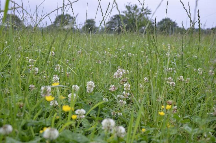 Les prairies multi-espèces sont composées d’un mélange suisse qui présente l’avantage d’être très homogène dans sa composition, avec des espèces présentes sur l’ensemble de la parcelle, et pas seulement sur certaines zones.