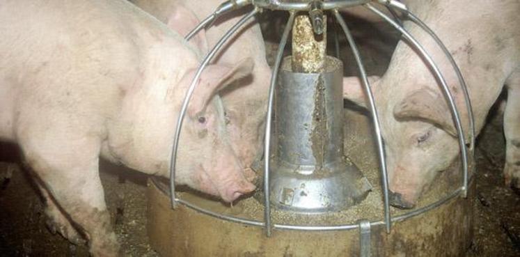 " Après une année où le prix du porc payé éleveur en France n’a pas couvert le coût de revient, le prix actuel couvre tout juste les coûts de production, affichés à 1,52 €/kg ", soulignent les organisations syndicales.