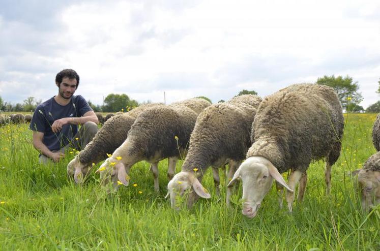 Les brebis lacaune de Benoît Pavec pâturent autour de l’exploitation. Elles produisent autour de 2 litres de lait par jour.