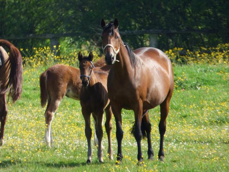 Les aliments sont adaptés aux animaux d’élevage comme aux chevaux en activité (courses, compétitions).