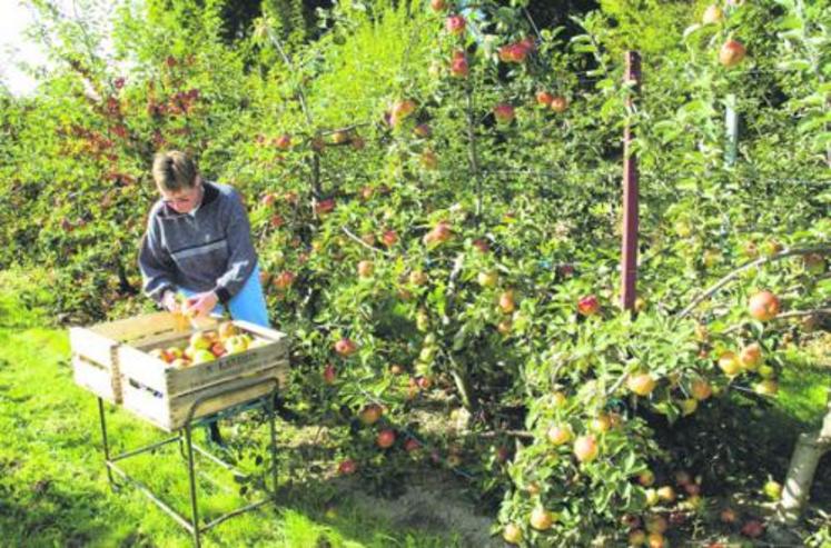 Les conditions climatiques de 2006 ont fortement pesé sur la campagne fruits et légumes.  La pomme, après avoir traversé une crise qui a durablement marqué les esprits, a connu une année moyenne, avec « un décollage du marché industrie ».