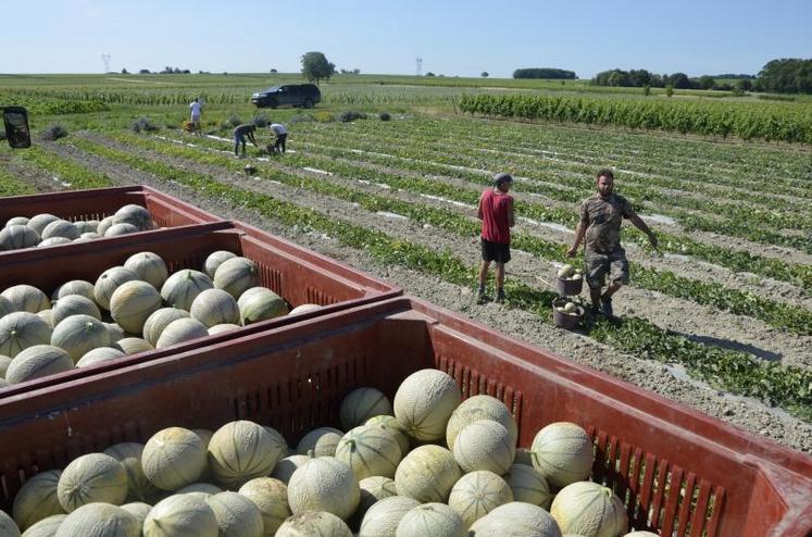 La récolte du melon à Cizay la Madeleine a débuté cette semaine.