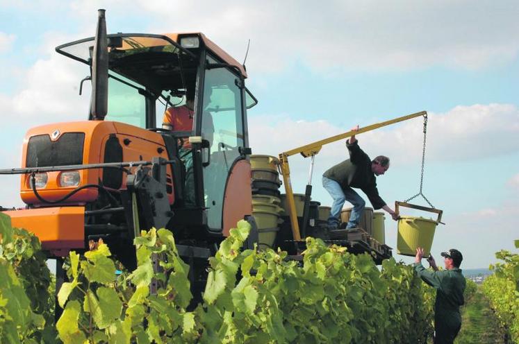 Après deux années de faible production, le vignoble 
d’Anjou-Saumur devrait renouer avec des volumes plus habituels.