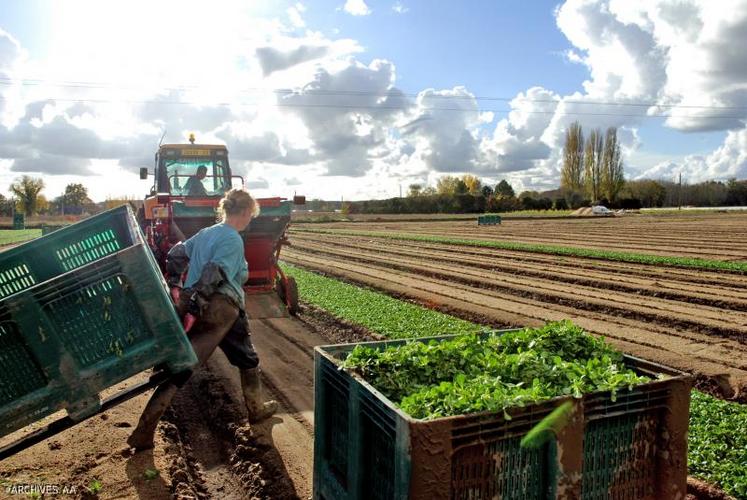 Les ventes de mâche continuent de progresser d’environ 7 % chaque année depuis le milieu des années 90.