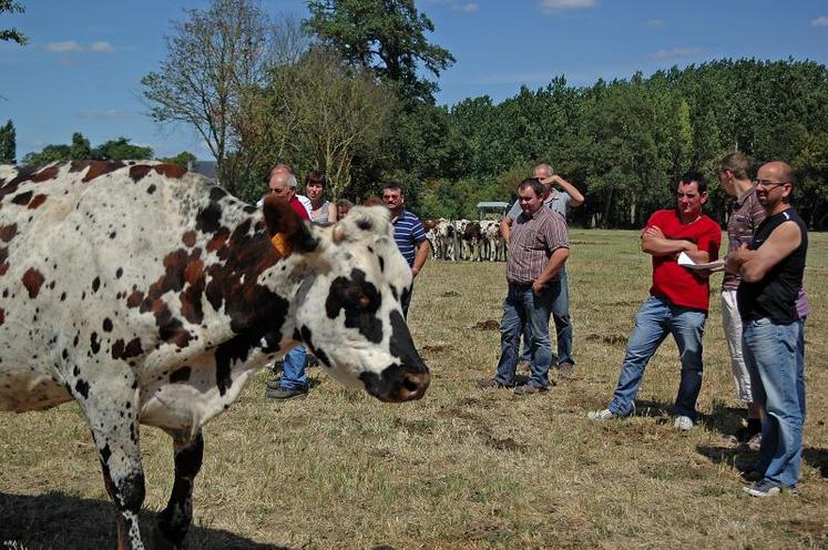 L'élevage Léquippé compte 80 vaches laitières.
