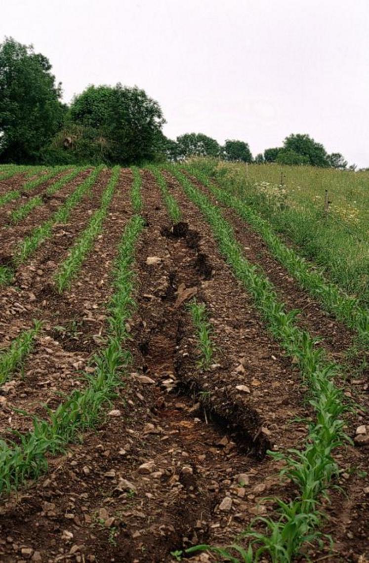 Dans les Mauges comme dans la Vallée, les parcelles de maïs sont affectées par la pluie. Certains producteurs se montrent inquiets.