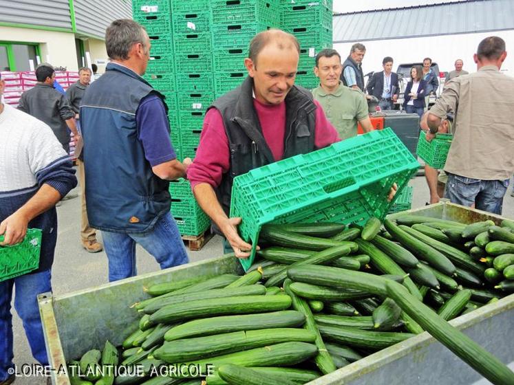 Destruction de concombres, lundi 6 juin, à Carquefou. D’après Légumes de France, les ventes ont chuté de 90 %. 