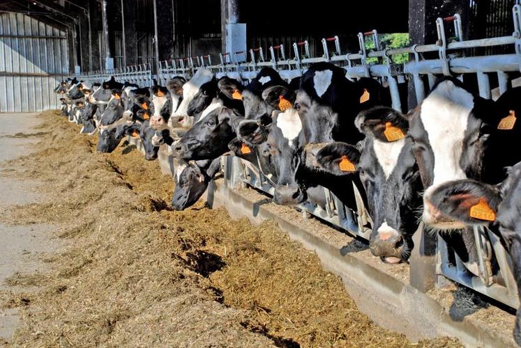 Les nouvelles normes de rejets azotés par les vaches laitières nécessiteront, dans certains cas, une adaptation des plans d’épandage.
