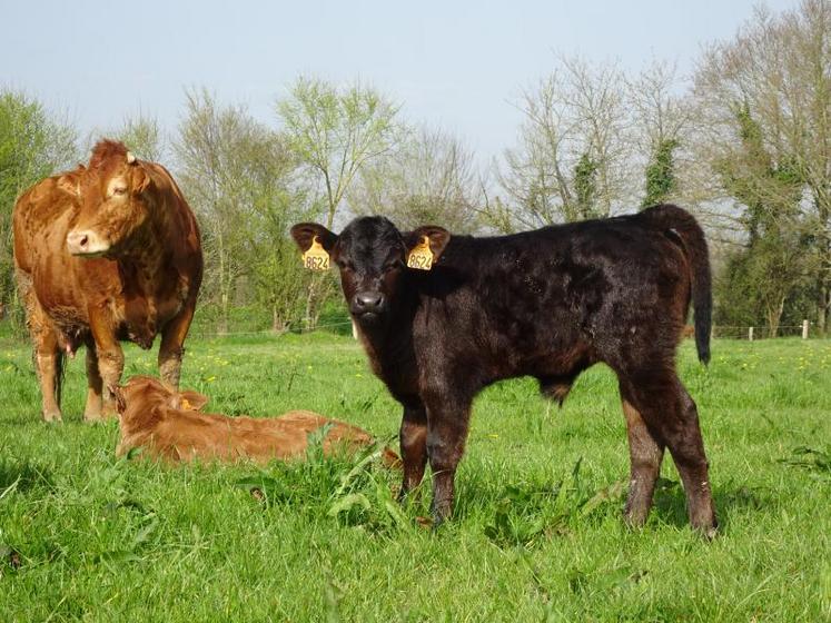 Un des veaux croisés angus-limousins nés ce printemps.