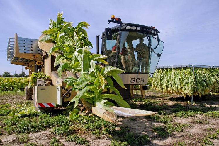 La récolteuse réduit considérablement le temps de travail à l’hectare. Elle coupe les feuilles, taille une encoche dans les tiges et les introduit dans les cadres pour le séchage au champ.