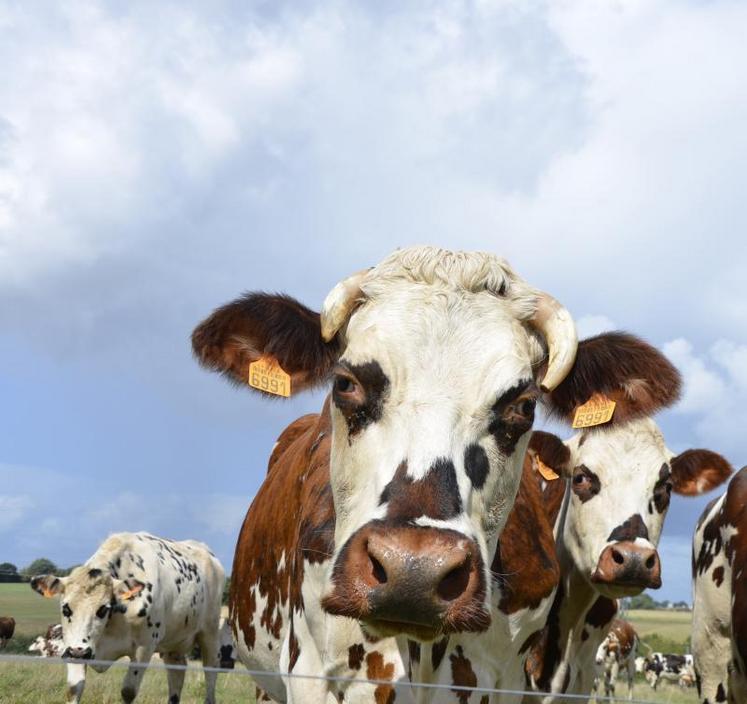 Le troupeau de normandes du Gaec de la Bellière rassemble 75 vaches, nourries une bonne partie de l’année au pâturage. Sur les 120 ha de SAU, 85 ha sont en herbe.