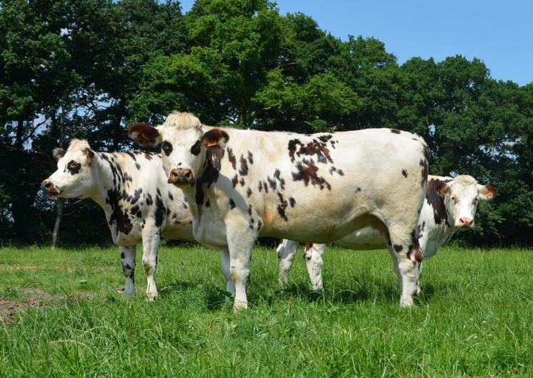 Des éleveurs de Maine-et-Loire, notamment en race normande, devaient participer au concours animaux du Sommet de l'élevage.